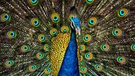 peacock