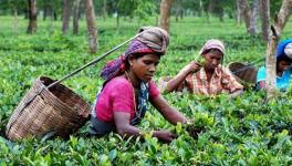 Tea Garden Worker