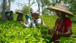 Tea Garden Workers