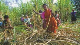 Sugarcane Farmers