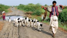 Maldhari tribe of gujarat