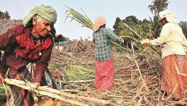 Sugarcane Farmers