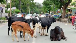 Budget:750 Crore for Cows