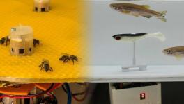 Bee Fish Robotics