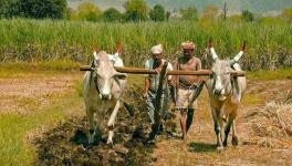 Thousands of Farmers Take to Streets in Gujarat,