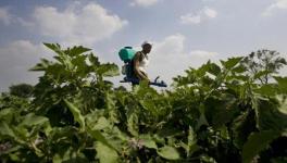 Illegal Cultivation of Bt Brinjal in Haryana Confirmed, Farm Activists Demand Immediate Action