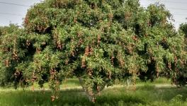 litchi farmers