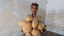 Against Gujarat Potato Farmers