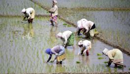 Is Loan Waiver Scheme the Solution for Karnataka Farmers’ Plight?