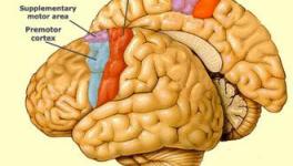 Brain Remember Motor Sequence