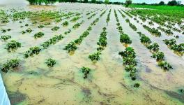 Unseasonal Rainfall Causes Severe Crop Damage Across States