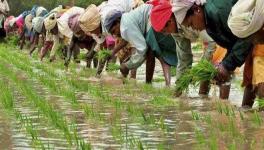 Over 5 Crore Farmers Yet to Get 3rd Instalment of PM-Kisan Scheme