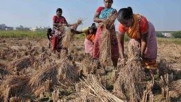 Women Are Single Largest Exclusion in India's Farmer Suicides Data: Sainath