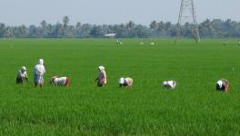 Paddy farmers in Bihar