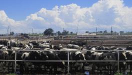 Crop as Animal Fodder and to Make Manure