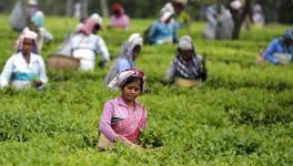 COVID-19: TN Tea Plantation Workers Forced to Work Without Preventive Measures and Reliefs