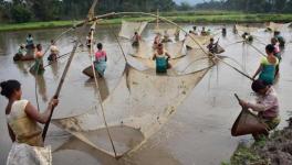 Maharashtra’s Prawn Cultivators Stare at a Complete Washout after Lockdown Extension