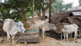 Impact of COVID-19 lockdown in Haryana