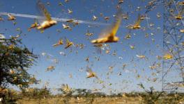 Desert Locust Swarms Hit Parts of India