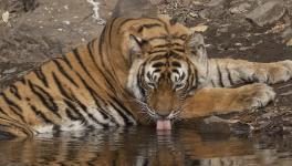 India Lost 41 Per Cent of its Tiger Habitat over the Last Two Decades