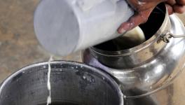 Maharashtra Dairy Farmers Launch Stir, Seek Higher Procurement Prices