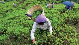 COVID-19: Amid Compounded Woes, Tea Workers’ Unions Prepare to ‘Strike Back’