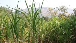 COVID-19 Impact on Sugarcane Production, Maharashtra May Face Labour Scarcity for Harvesting