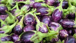 BT Brinjal