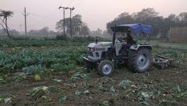 Bihar Farmer’s Cauliflower Sale