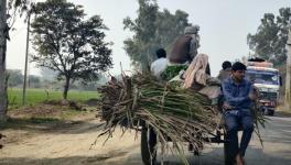 Farmer taking his harvest to the local Kiratpur sugar mill. PC Saurabh Sharma