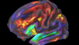 brain