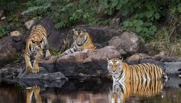 Panna Tiger Reserve