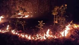 Odisha: Similipal Fires Continue While Govt Claims Situation Under Control 