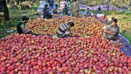 Kashmir: Traders Claim Duty-Free 'Iranian Apples' Causing Heavy Losses, Urge Govt. to Intervene