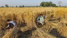 Farm Laws: How Punjab is Organising to Keep Protests Alive During Harvesting Season