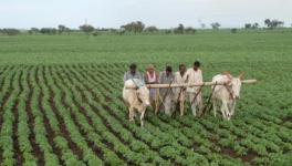 Farmers MP