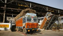 sugarcane farmers