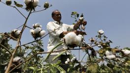 Biodiversity and Samosas: Poisoned Together?