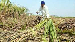 sugarcane farmers