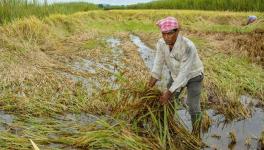 Maharashtra: Package for Rain-Affected Farmers Falls Short of Earlier Demands by NCP and Shiv Sena During BJP Rule