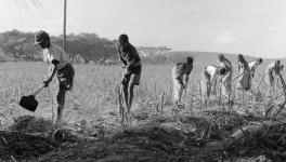 Circa 1957: Children, some not even 10 years old, worked eight hours a day. (© BAHA from the book The Indian in Drum magazine in the 1950s (2008) by Riason Naidoo)