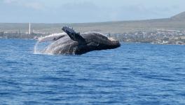 Whales Will Save World’s Climate—Unless Military Destroys Them First