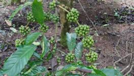 Ripening coffee berries