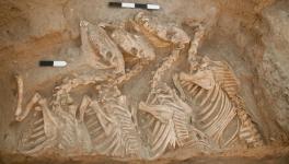 Animal Bones Excavated from Tell Umm el-Marra, Aleppo, Syria. Image taken from Science and is for representational use only. 