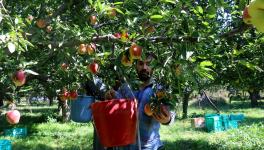 Kashmir's Apple Farmers on Brink as Cheaper Iranian Alternative Takes Over Indian Markets