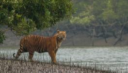 Sundarbans