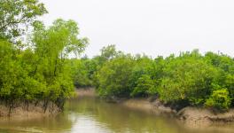 sundarban