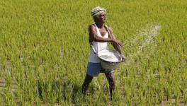 Fertiliser Crisis a Making of Government's Denial