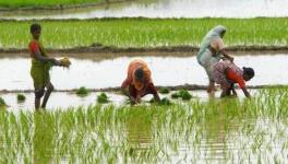 Maharasthra: Agricultural Activities Badly Affected by Inflation