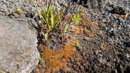 Image source: s, depicting biocrusts in drylands.